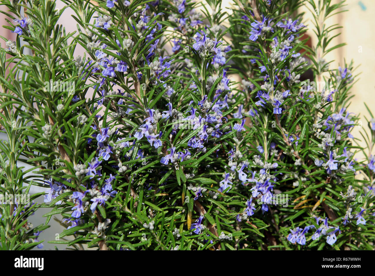 Flowering Rosemary Shrub Stock Photo Alamy