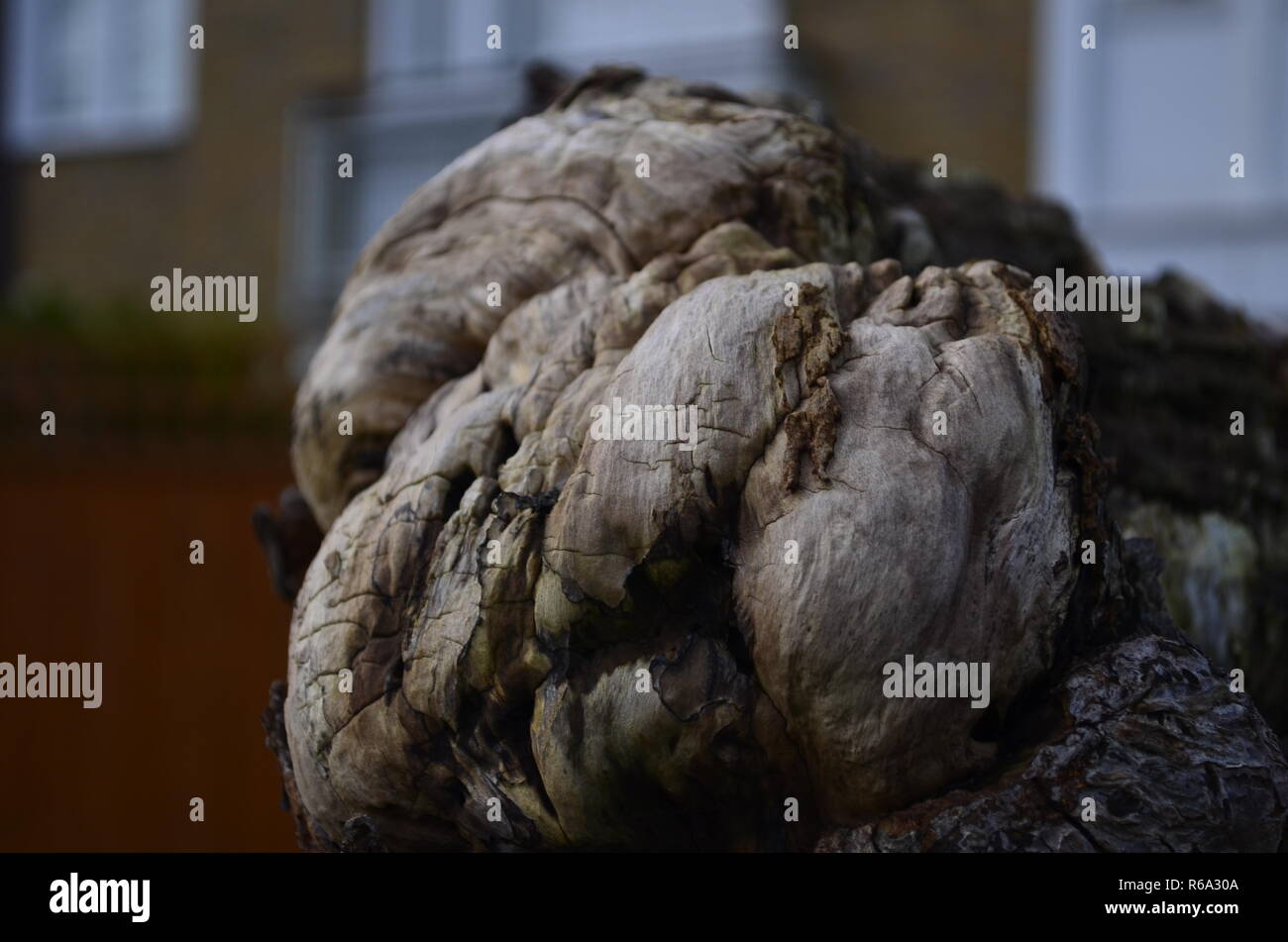 Tree mold hires stock photography and images Alamy