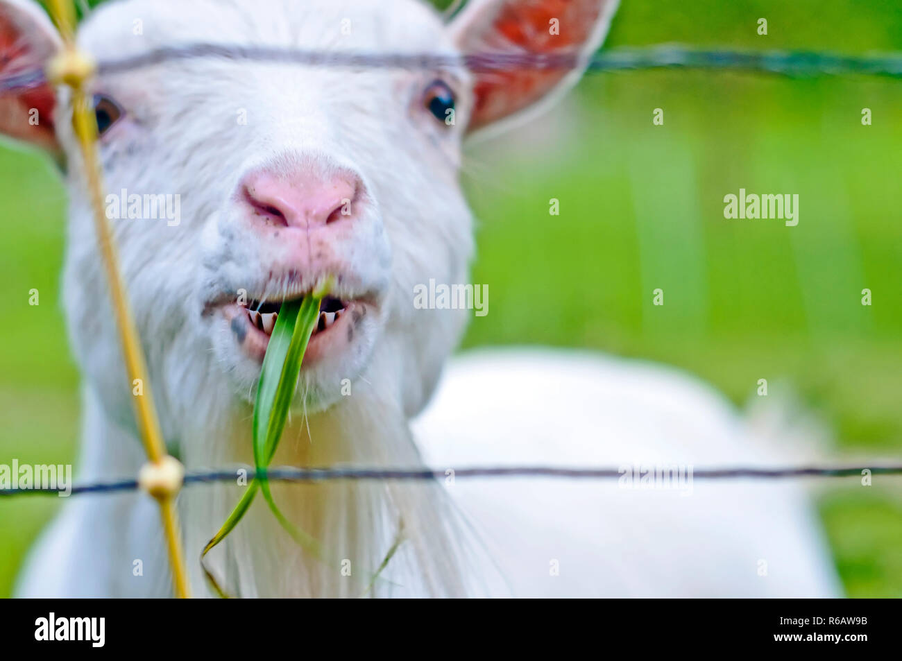 Goat teeth hires stock photography and images Alamy