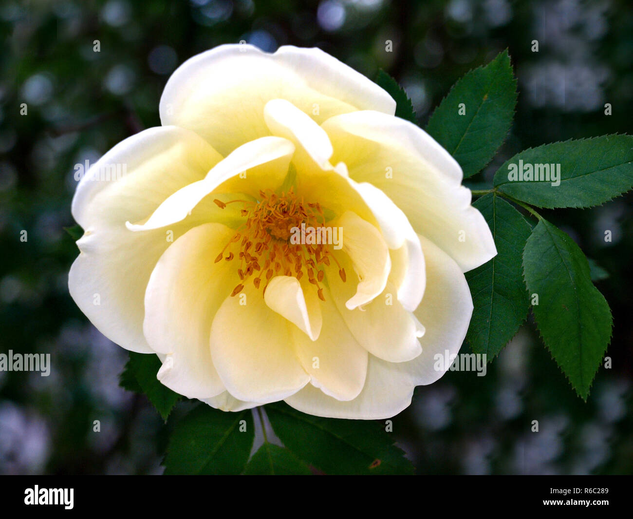White Wild Rose Stock Photo Alamy
