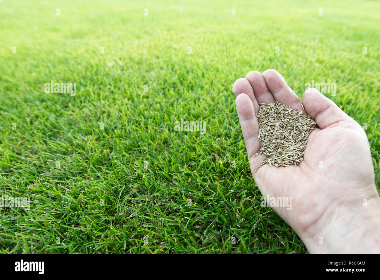 grass seeds in the hand Stock Photo Alamy