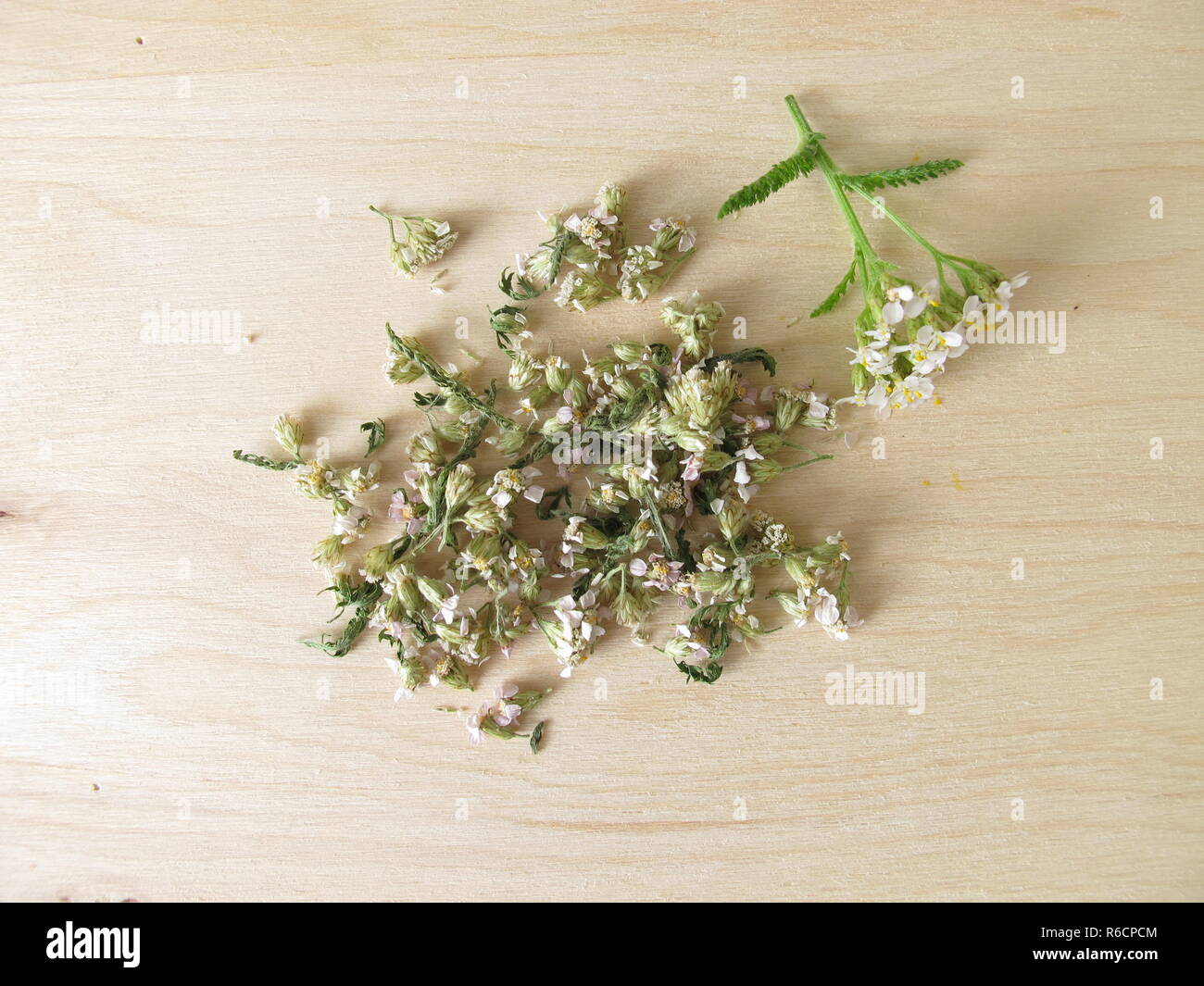 dried yarrow,achillea millefolium Stock Photo Alamy