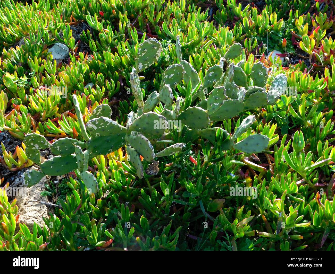 Amaranthus spinosus hires stock photography and images Alamy