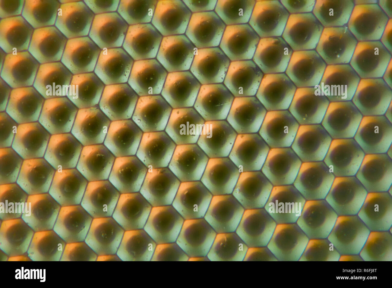 Extreme magnification Compound eye texture under the microscope Stock