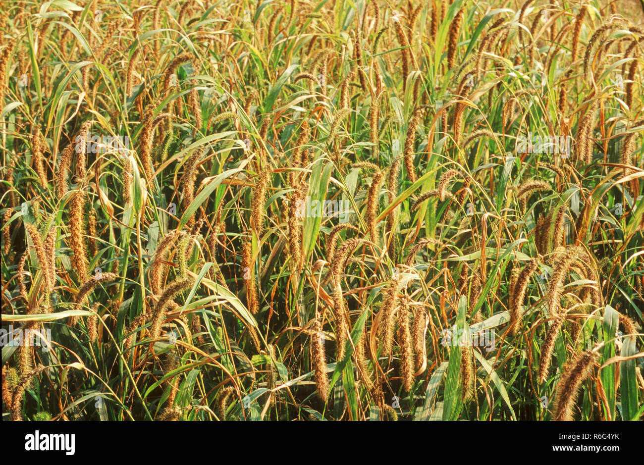 Foxtail Millet Fields Stock Photo Alamy