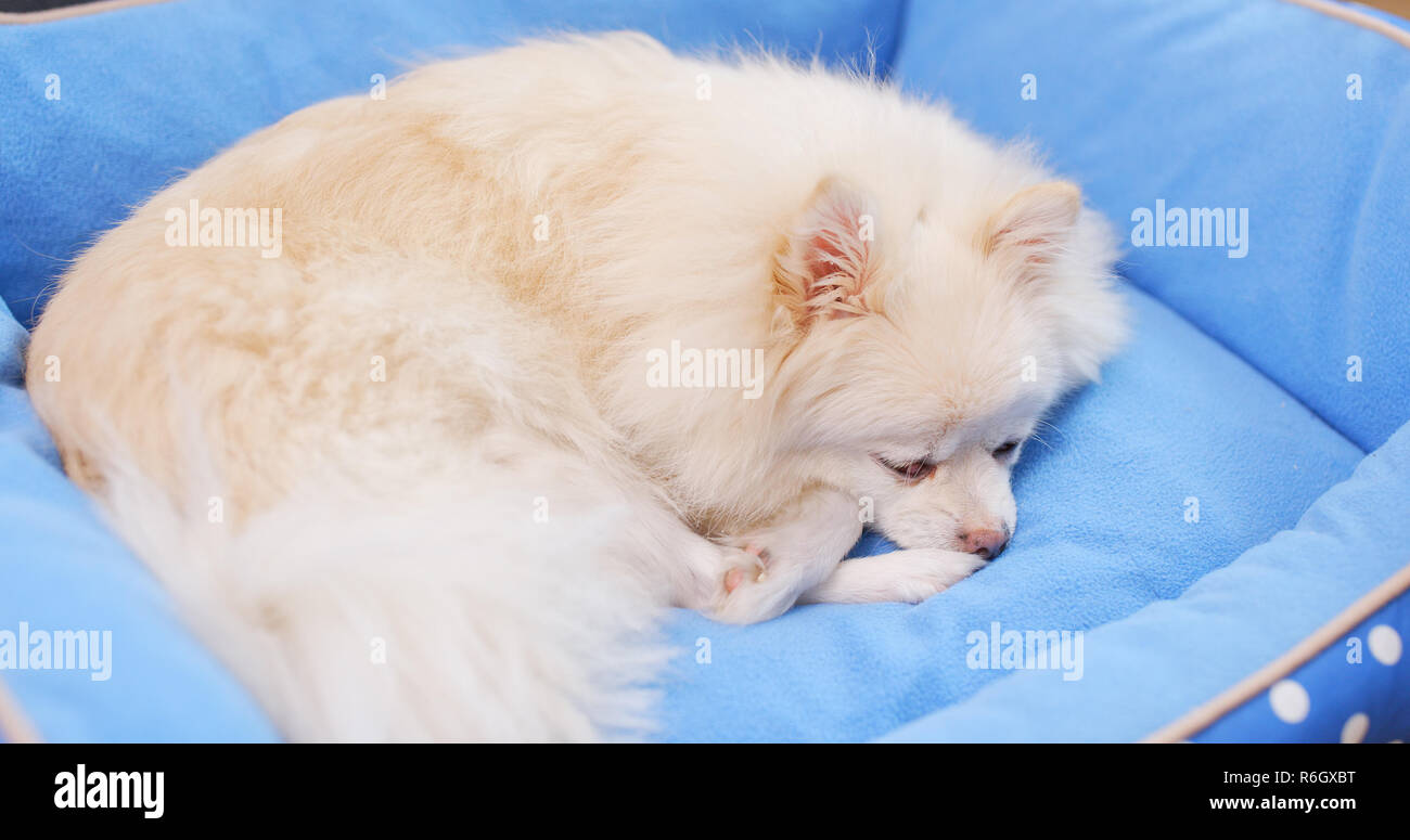 Dog sleeping on bed Stock Photo Alamy
