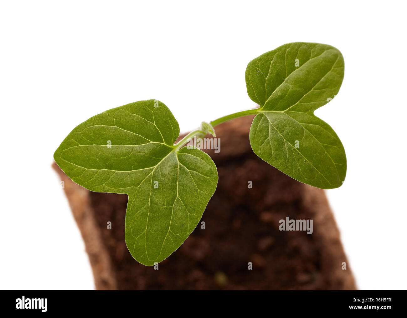 Young flower seedling Stock Photo Alamy