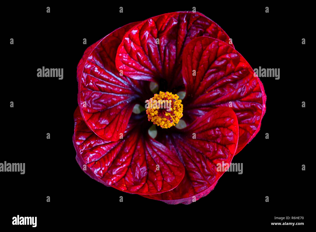 chinese lantern flower Stock Photo Alamy