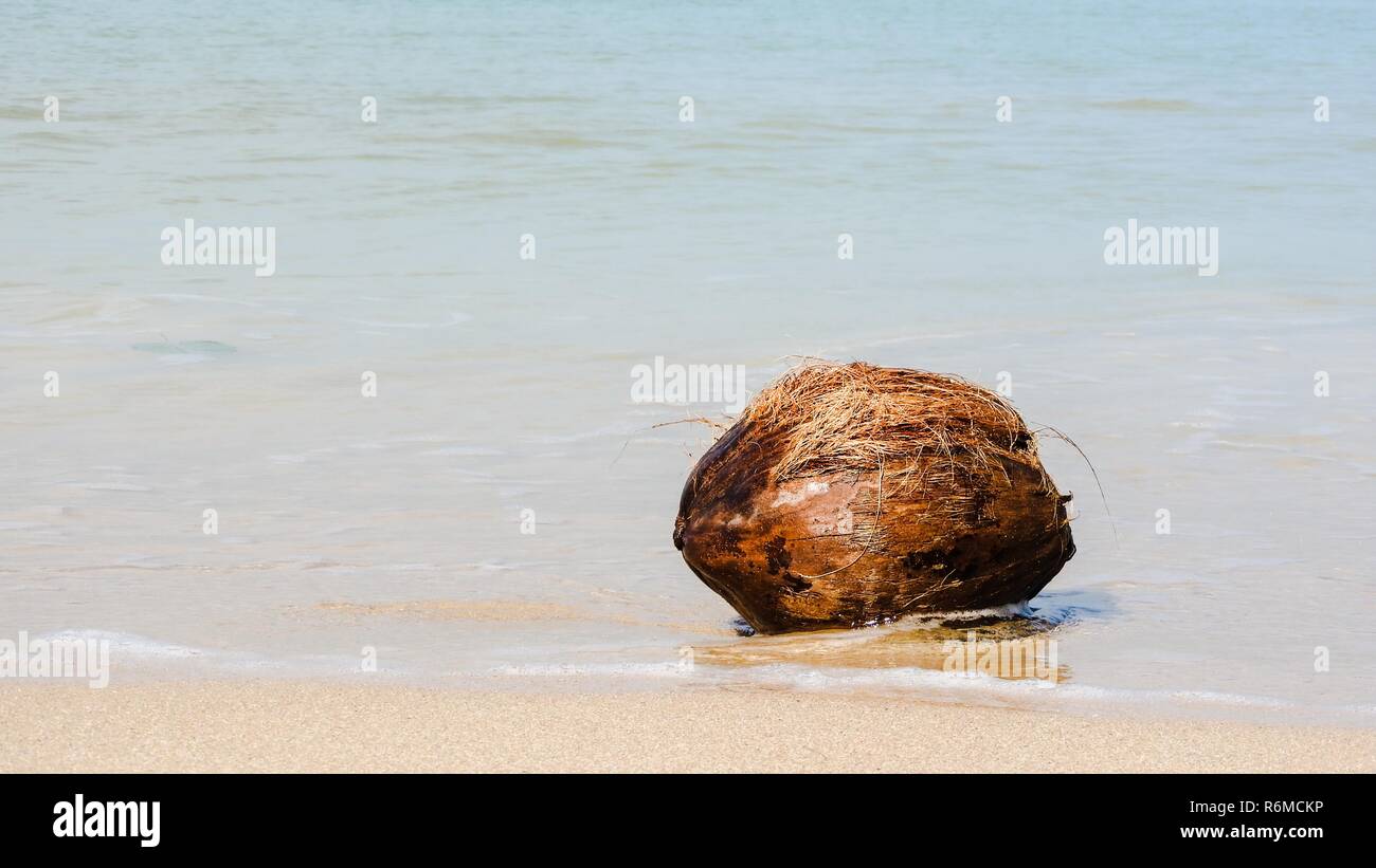 coconut on the beach Stock Photo Alamy
