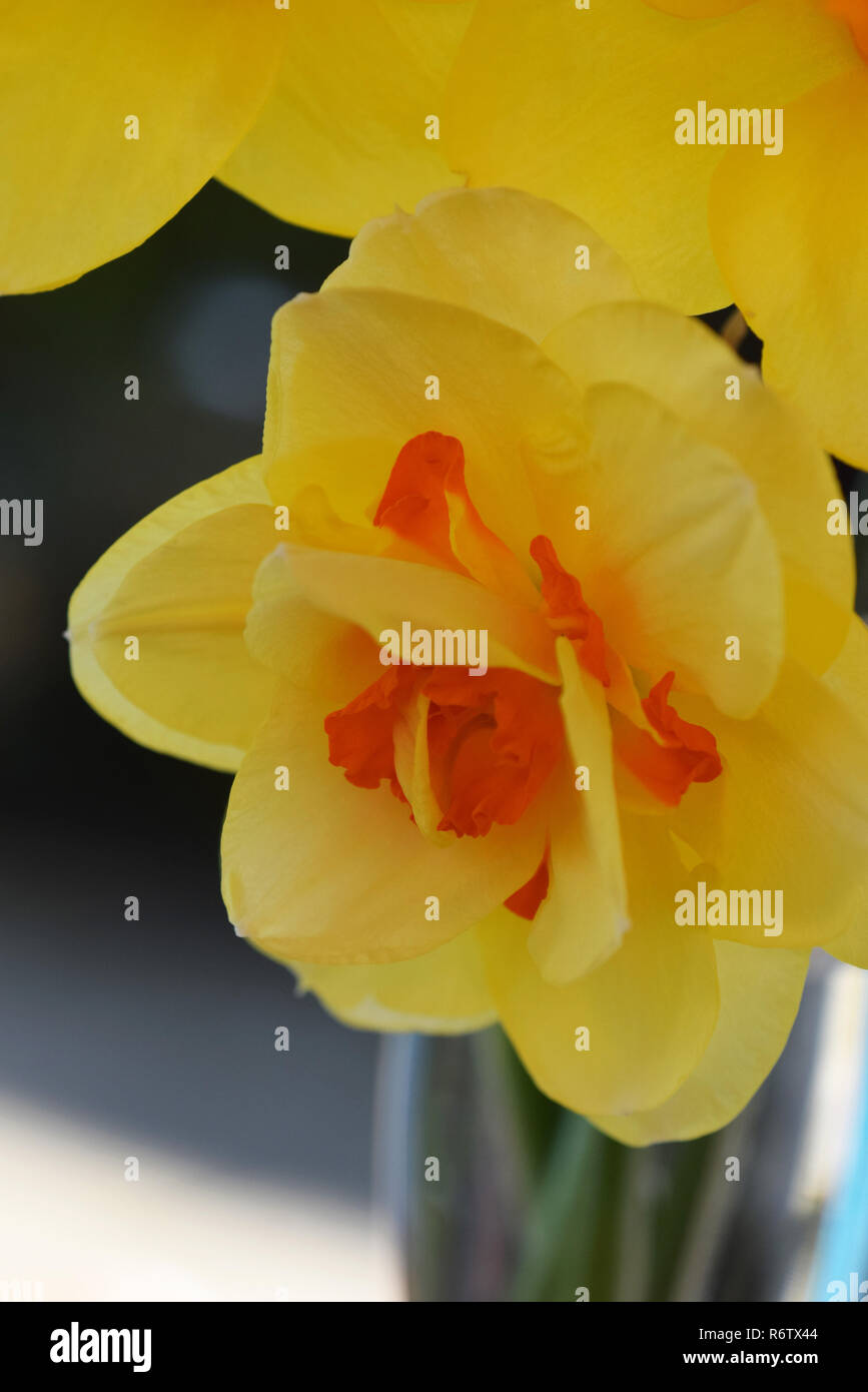 Double daffodil hires stock photography and images Alamy