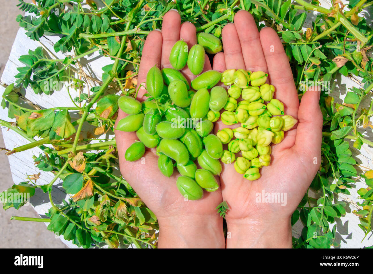 Fresh green chickpeas Stock Photo Alamy