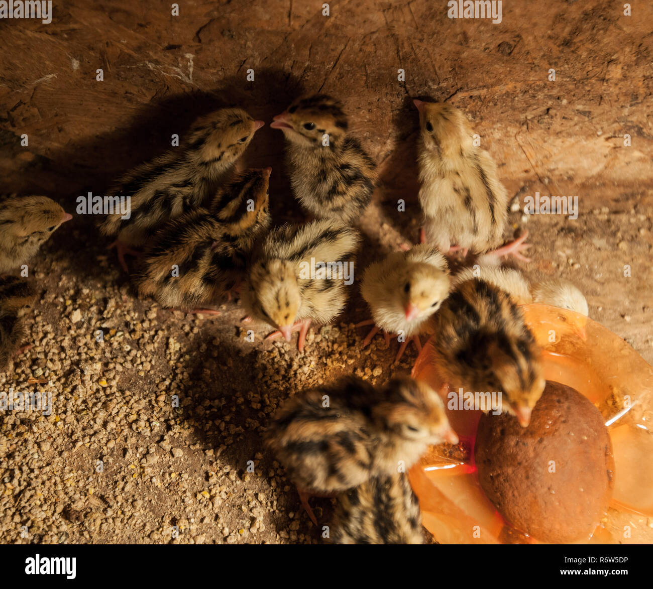 Baby quail farm Stock Photo Alamy