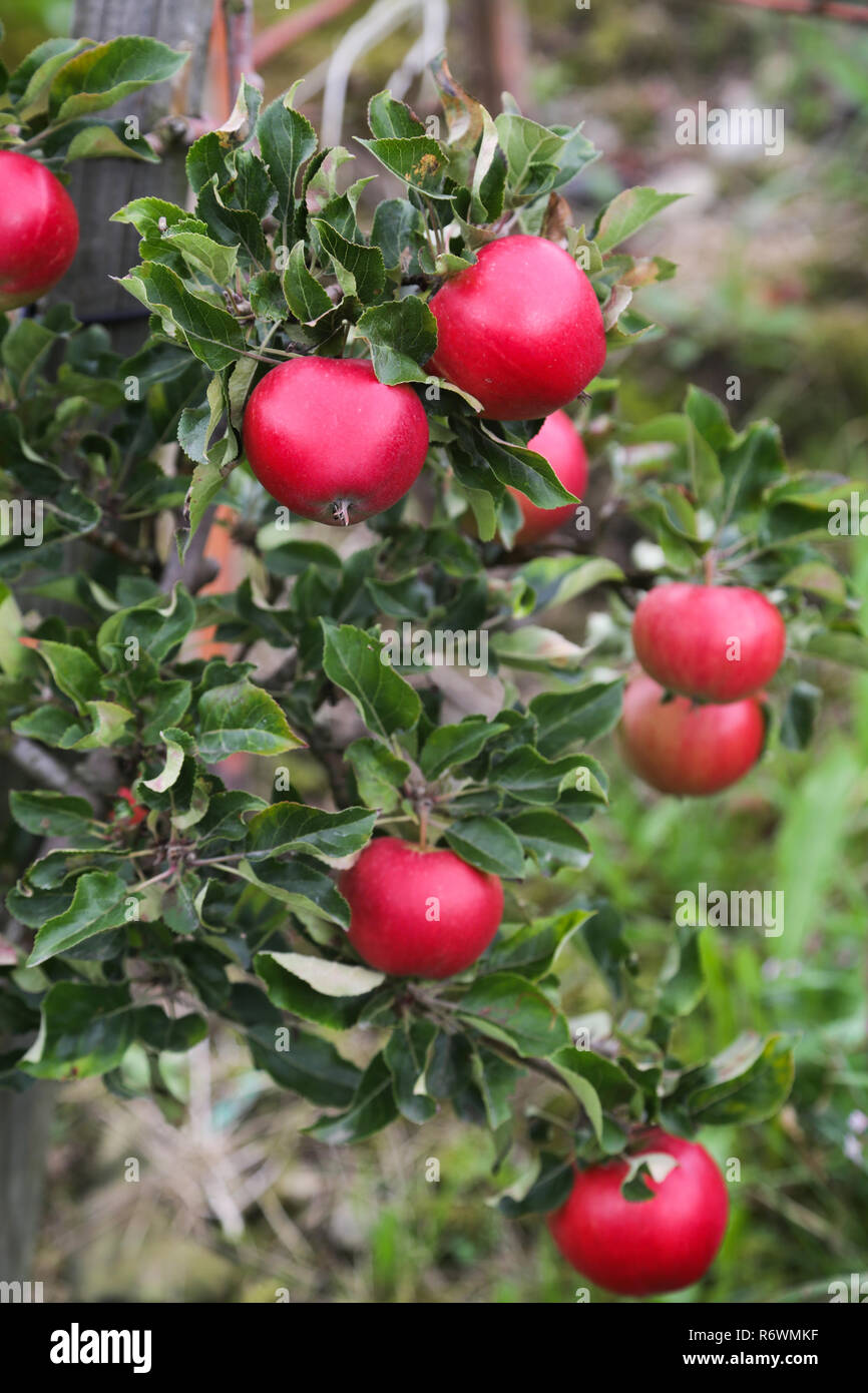 Apple tree Lofthus Stock Photo Alamy