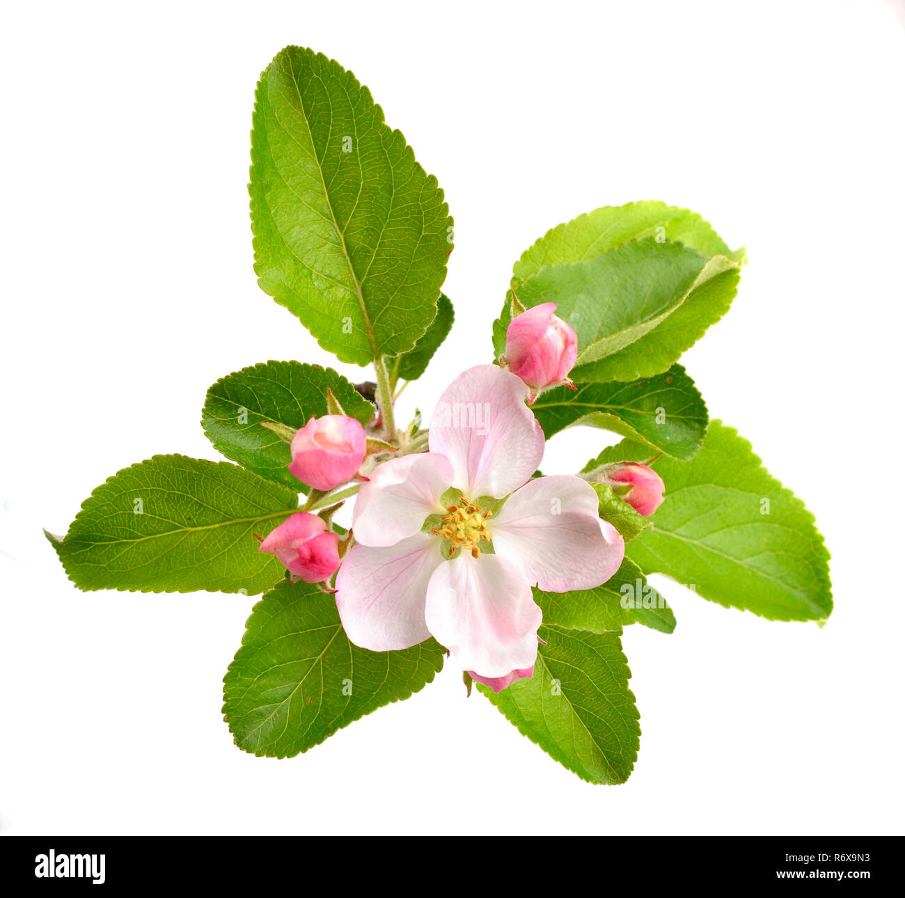 Apple fruit branch hires stock photography and images Alamy