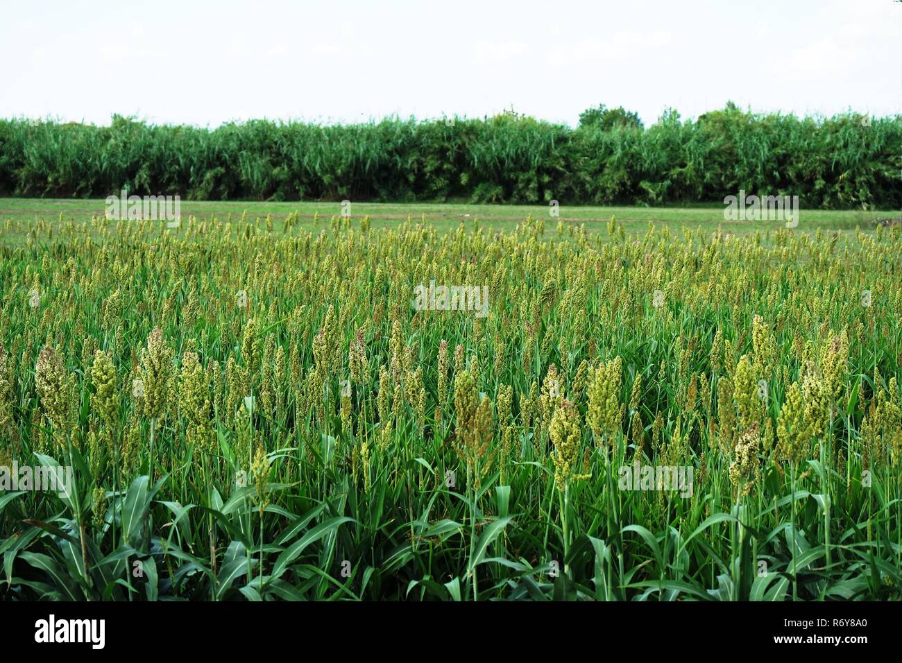 millet field Stock Photo Alamy