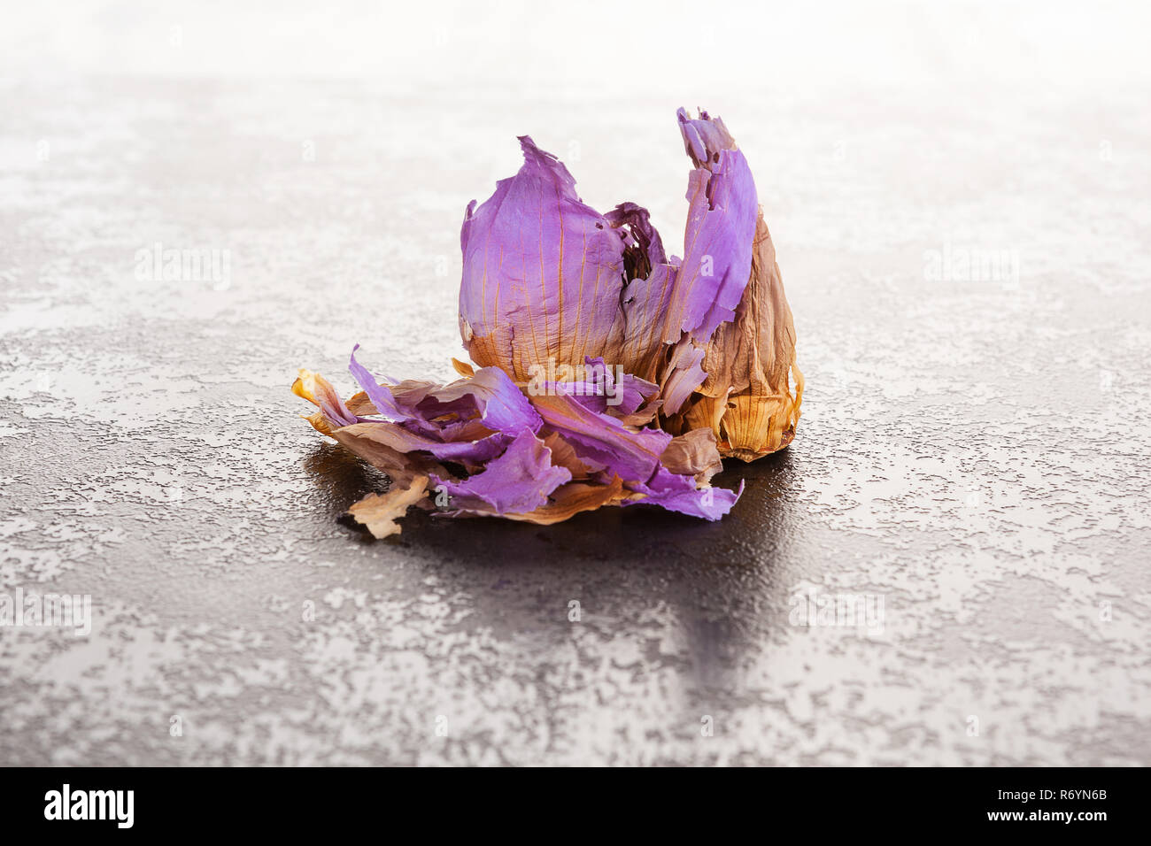 Dried Blue Lotus Flower Stock Photo Alamy