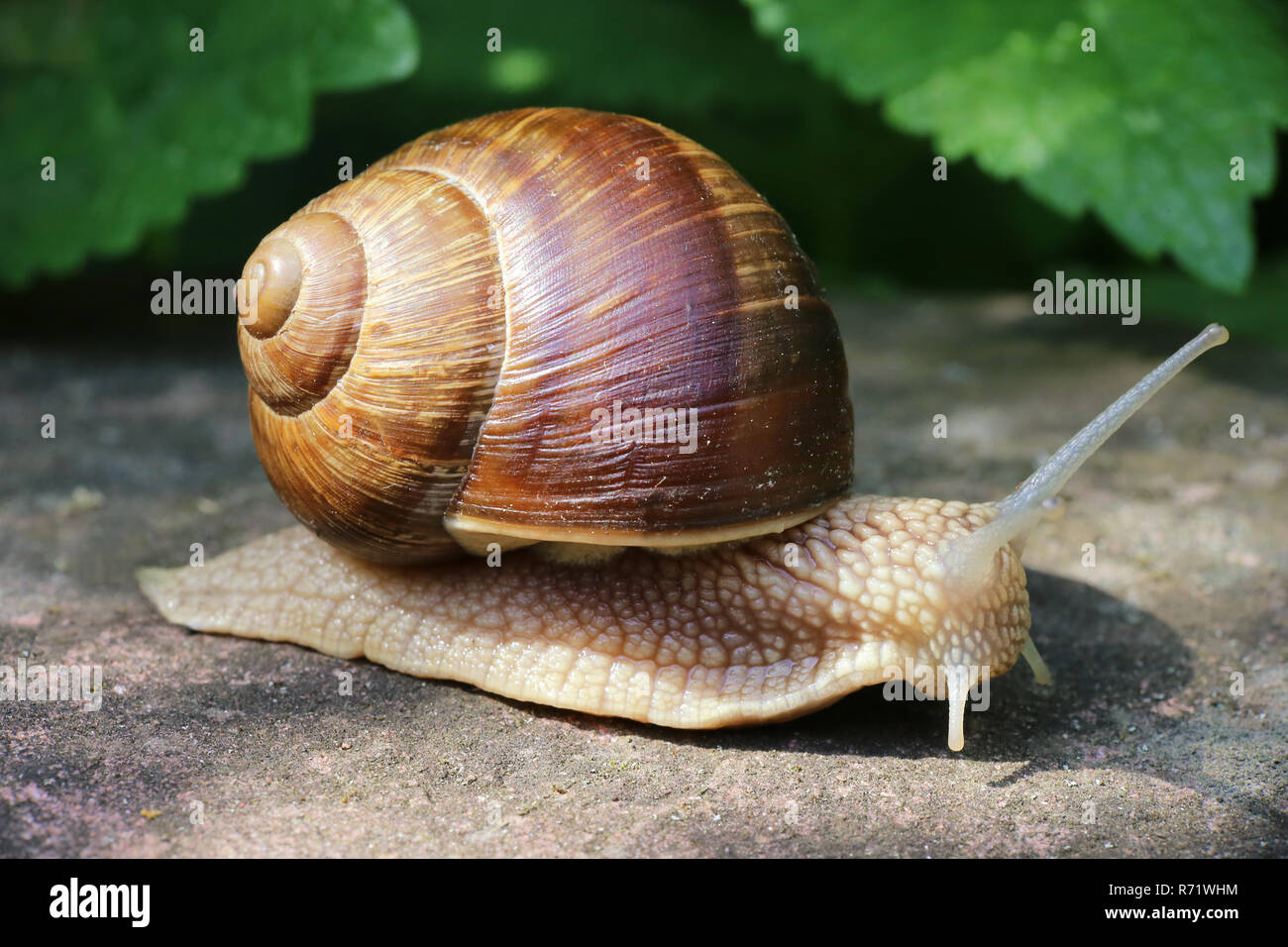 Snail hermaphrodite hires stock photography and images Alamy