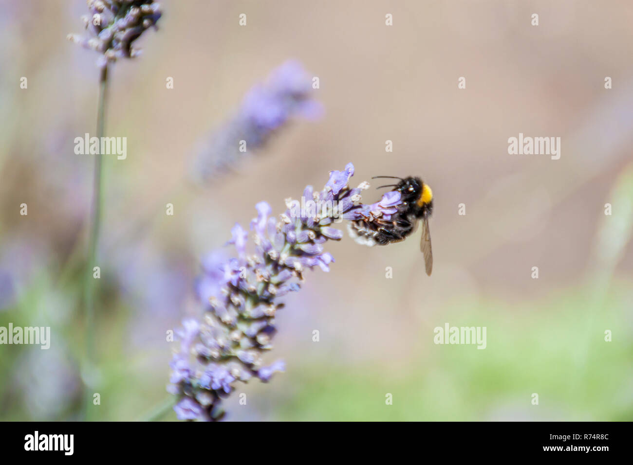Bumblebee on a flower. Pollination Stock Photo Alamy