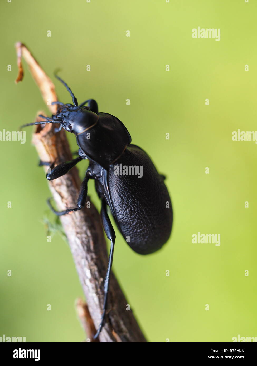 leather beetle Stock Photo Alamy