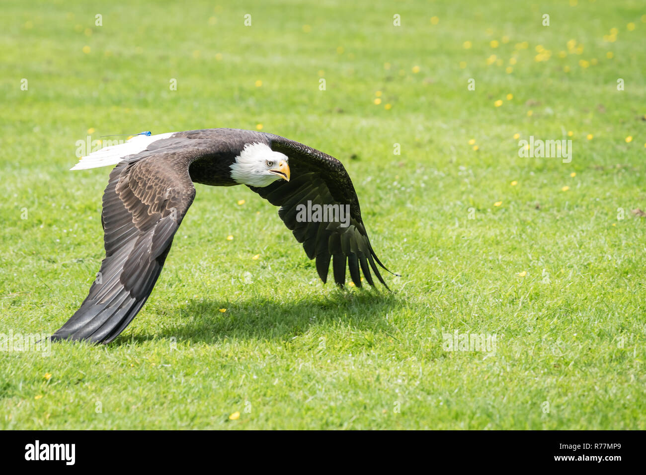 Bald eagle flying low over the ground Stock Photo Alamy