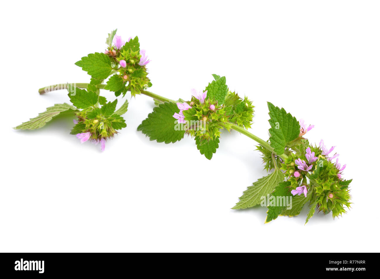 Melissa flowers isolated Stock Photo Alamy