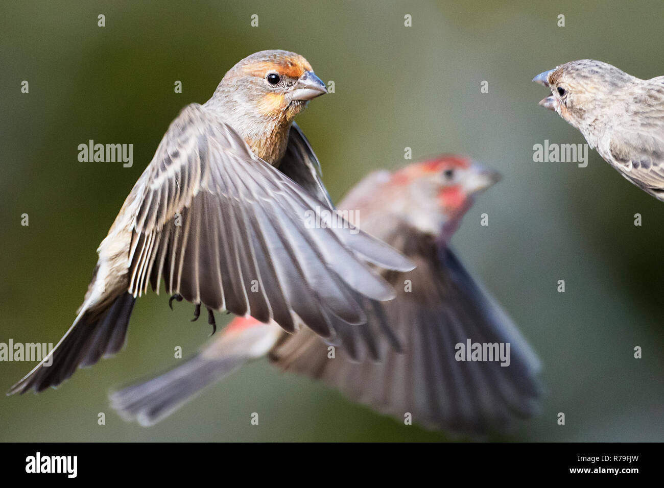 House finch hovering flight Stock Photo Alamy