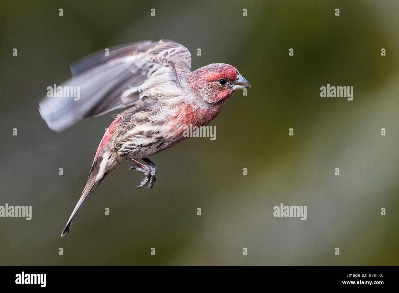 House finch hovering flight Stock Photo Alamy