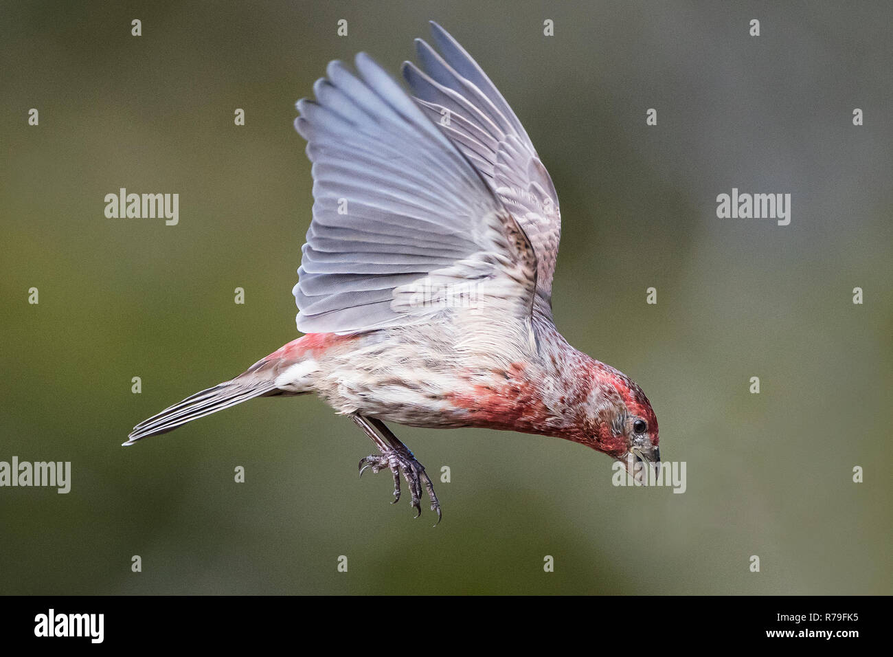 House finch hovering flight Stock Photo Alamy