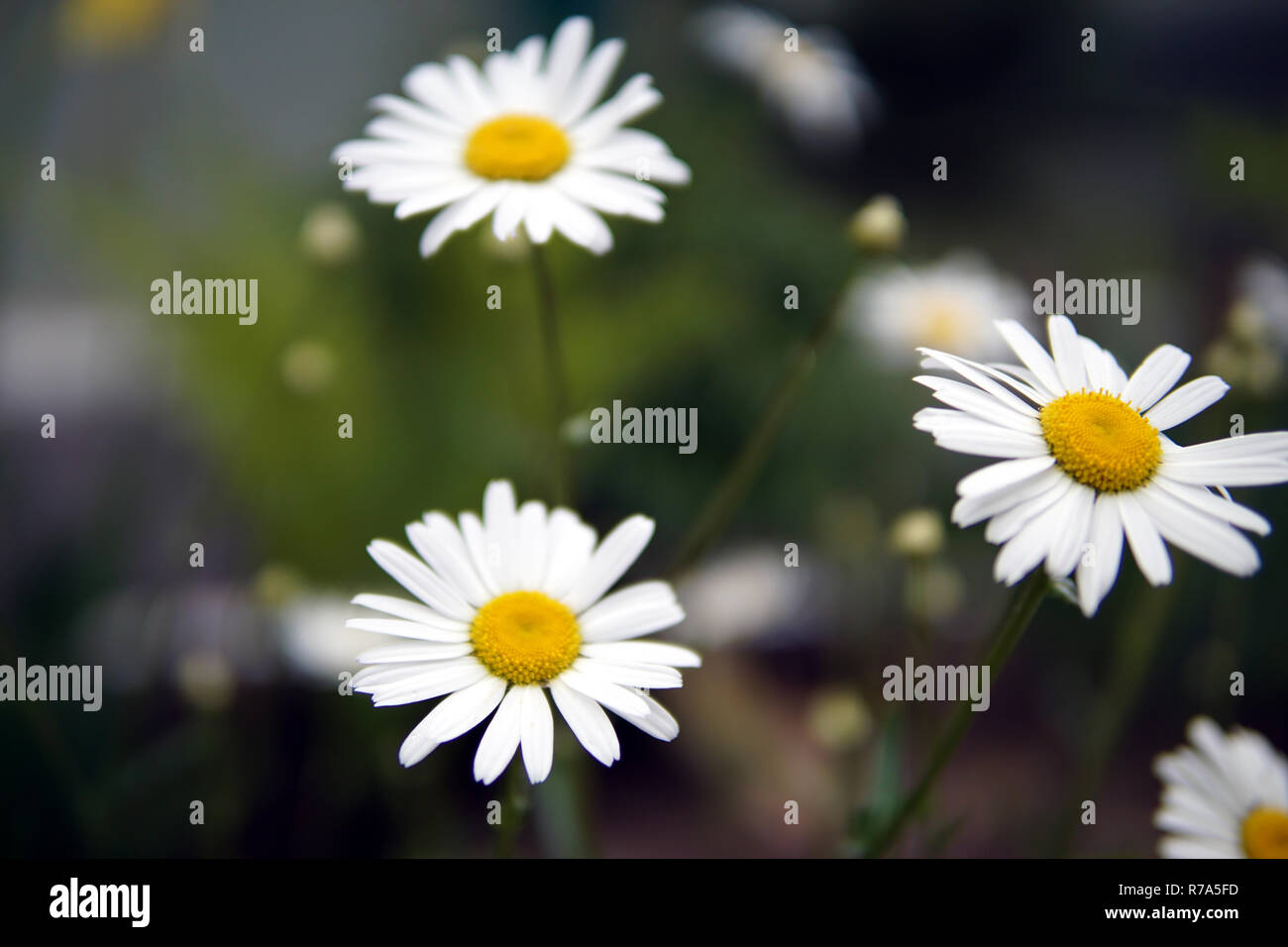 Daisy flowers closeup Stock Photo Alamy