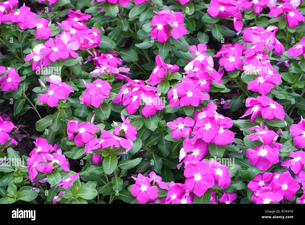 Pink flower field background Stock Photo Alamy