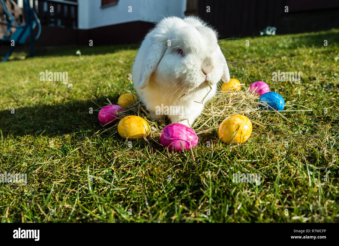 Easter bunny at work Stock Photo Alamy