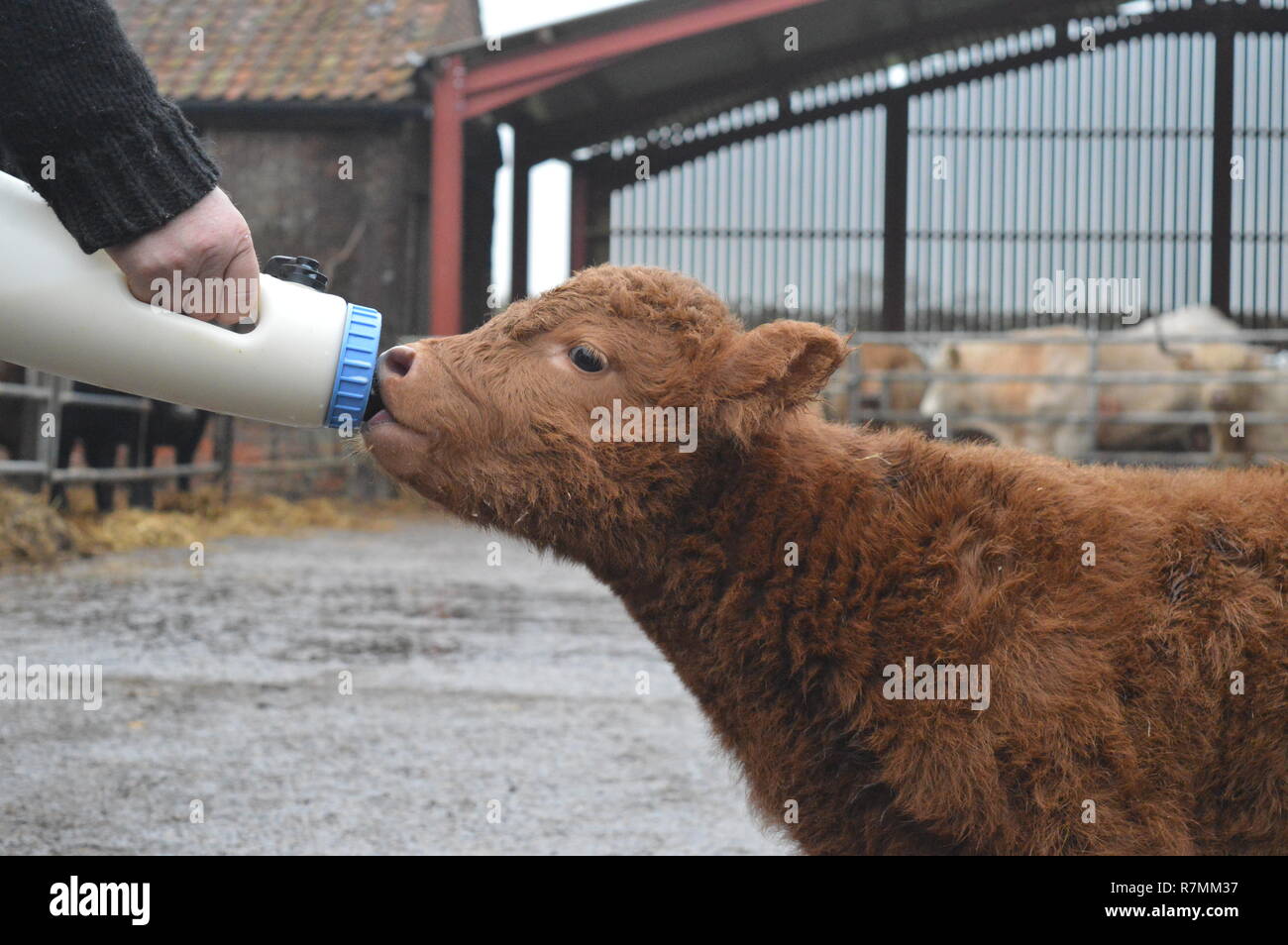 Feed calf milk bottle hires stock photography and images Alamy