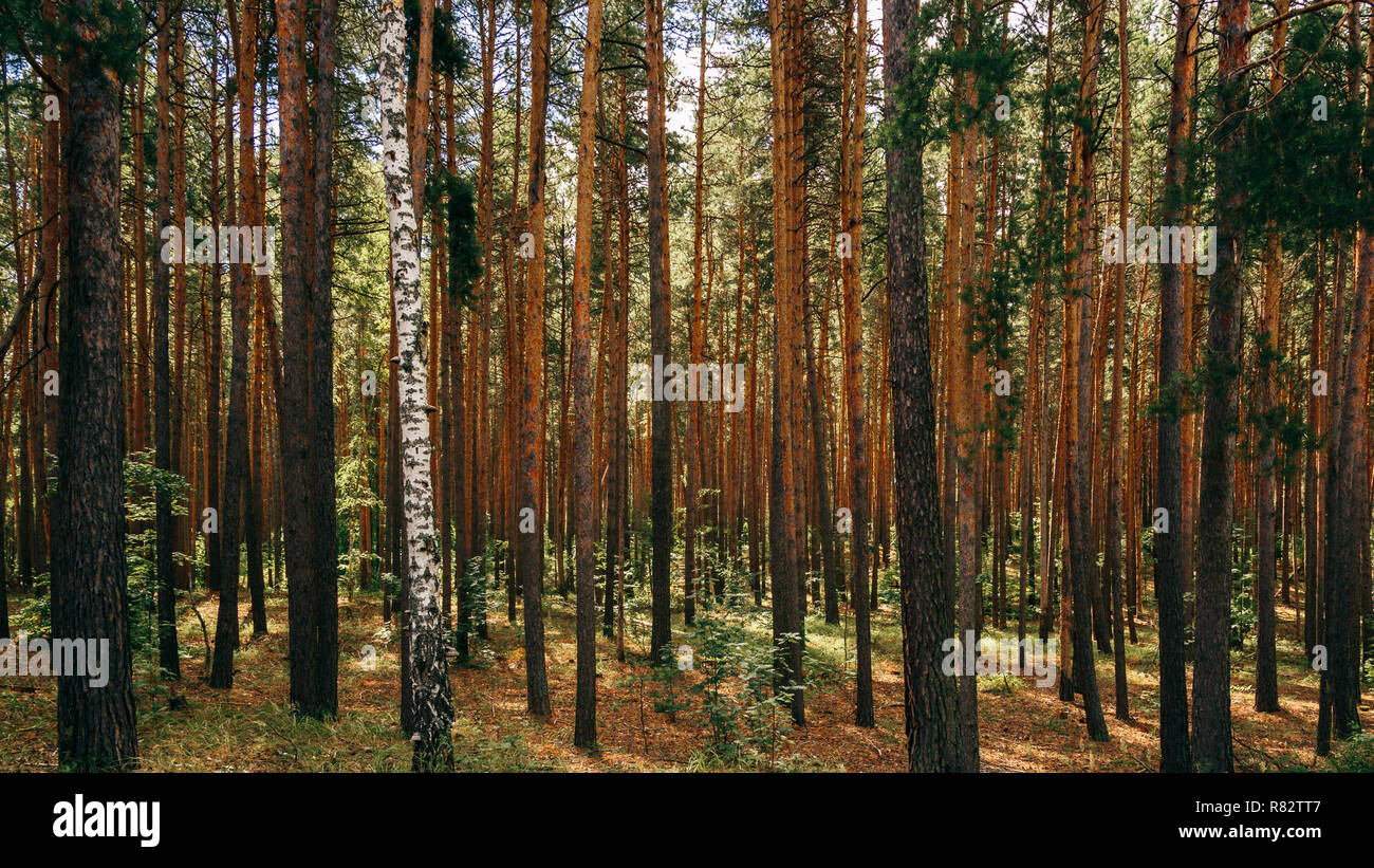 Single birch between pine trees. Woodland Bacground Stock Photo Alamy