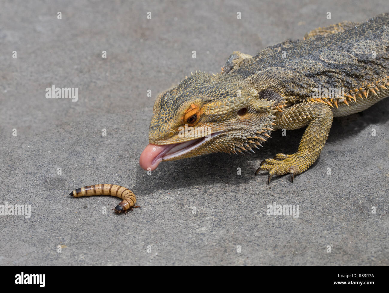 Bearded dragon eating hires stock photography and images Alamy