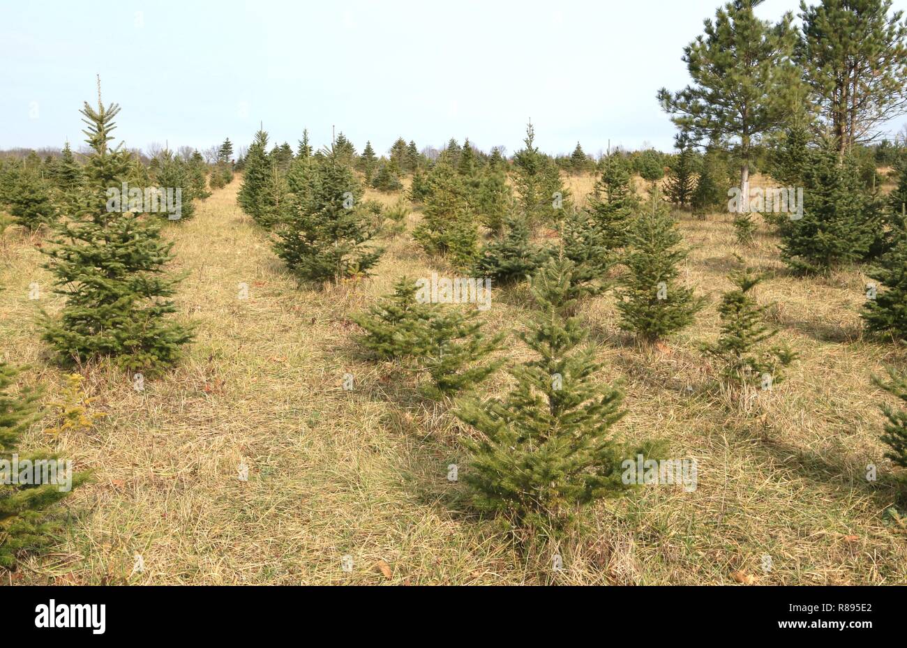 Evergreen tree farm hires stock photography and images Alamy