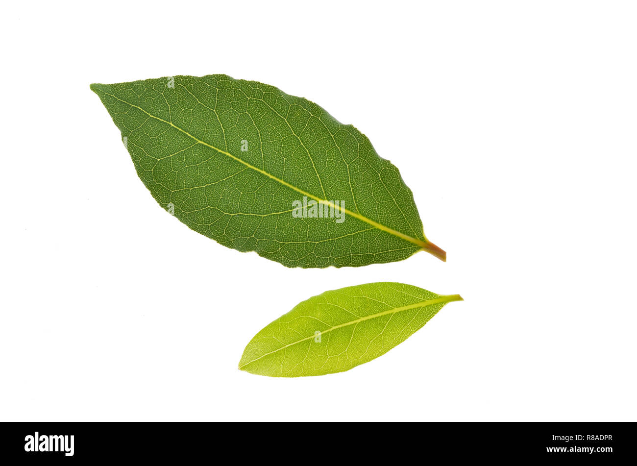 Fresh bay leaves on white background Stock Photo Alamy