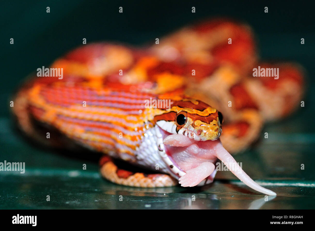 Snake eating pinky mouse Stock Photo Alamy