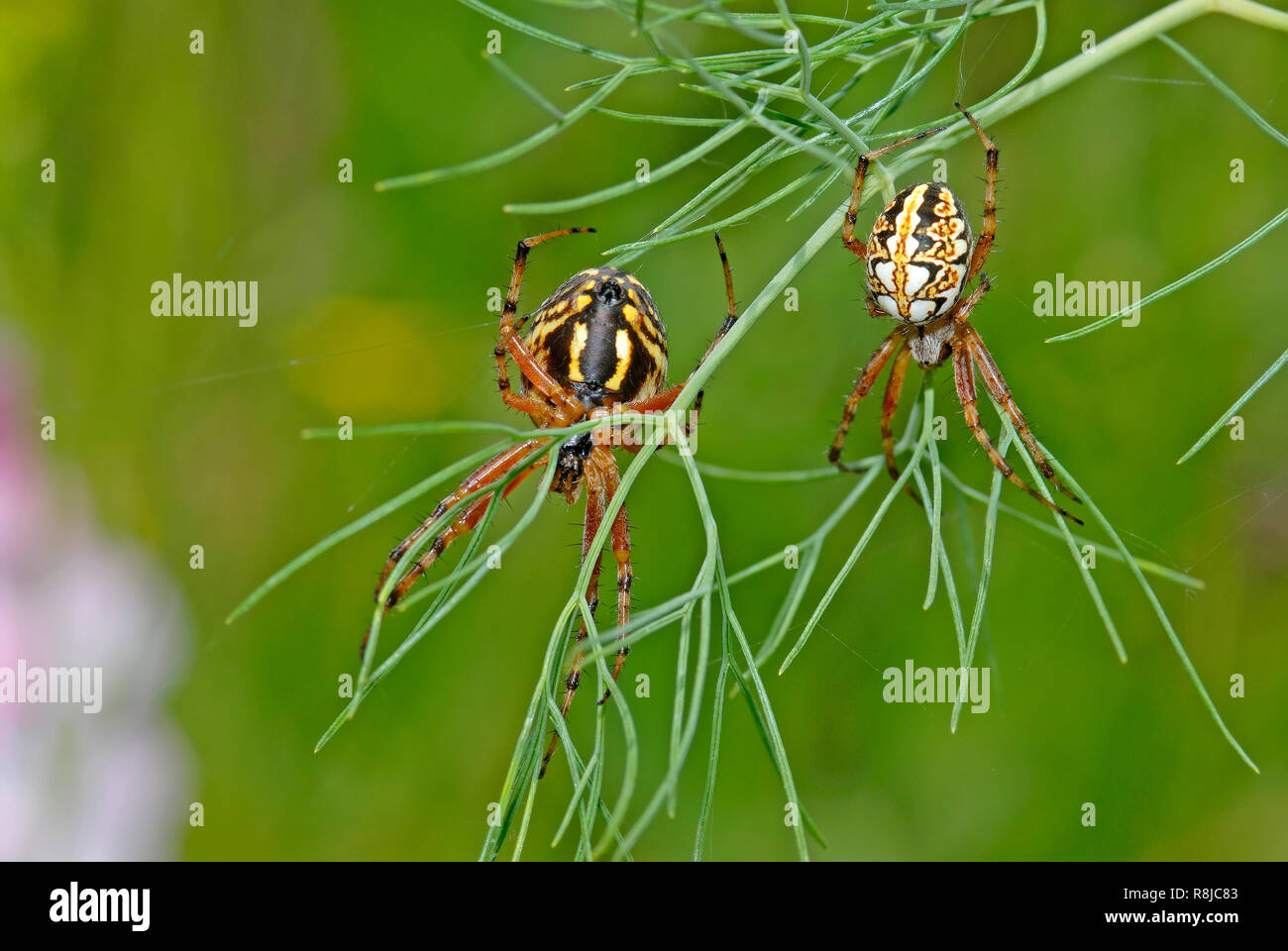 Spiders on plant Stock Photo Alamy