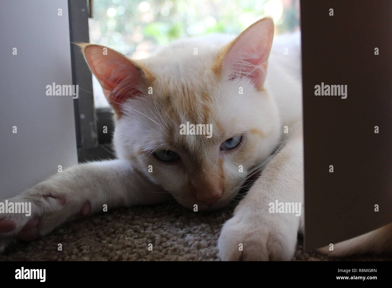 Angry white cat hires stock photography and images Alamy