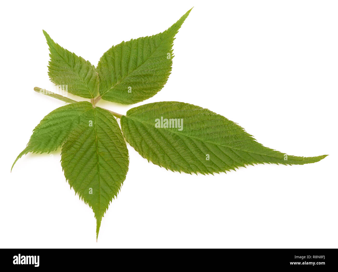 Young blackberry leaf isolated Stock Photo Alamy