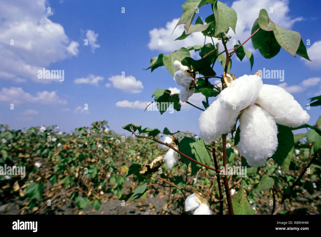 Cotton Crop High Resolution Stock Photography and Images Alamy