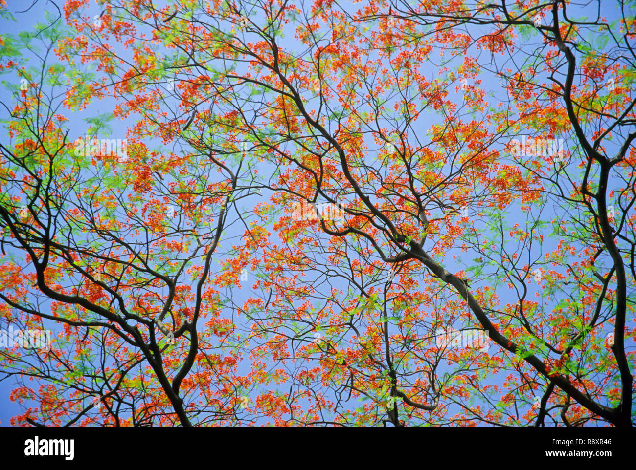Gulmohar trees hires stock photography and images Alamy