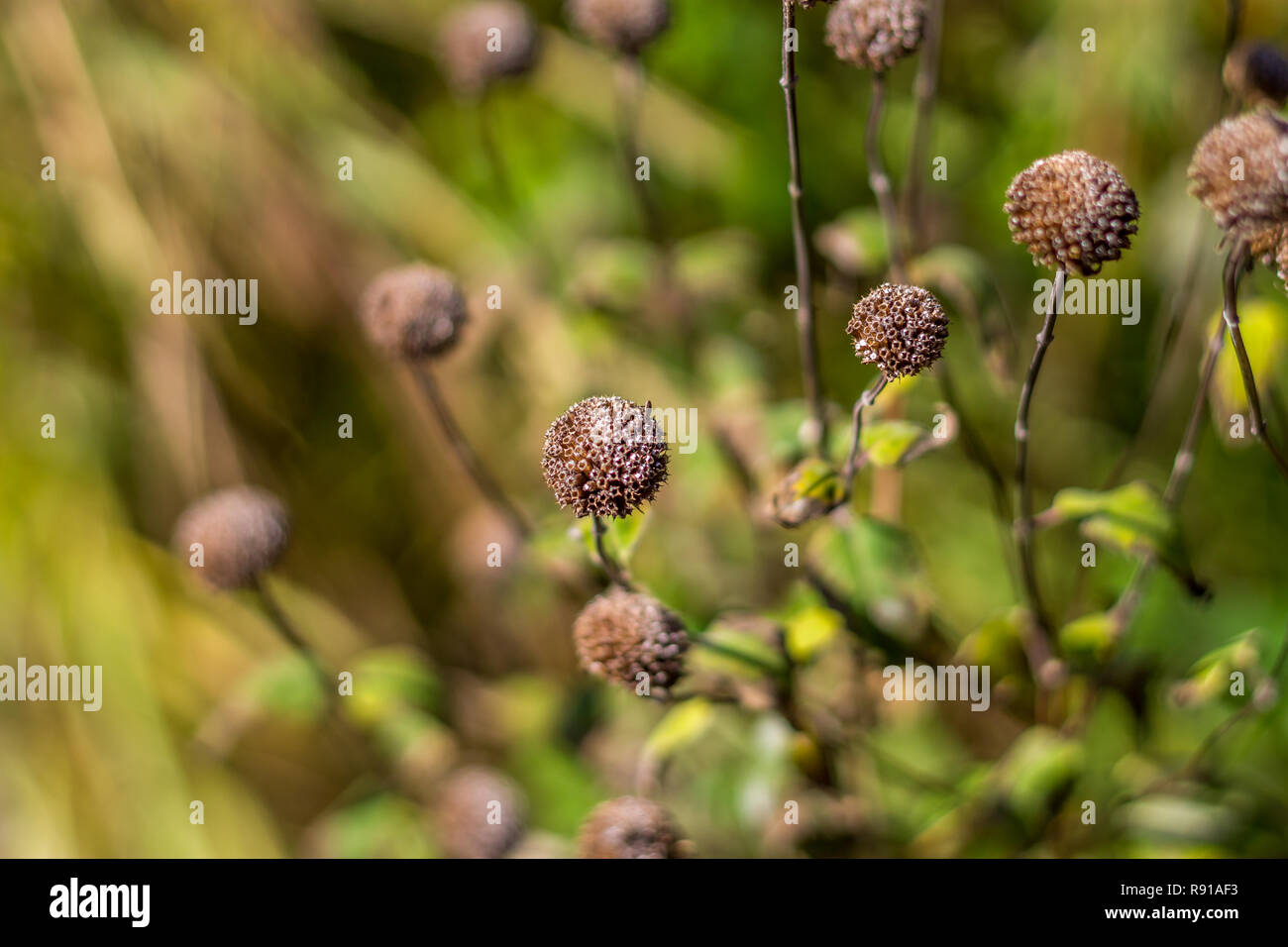 Dry flowers and plants Stock Photo Alamy
