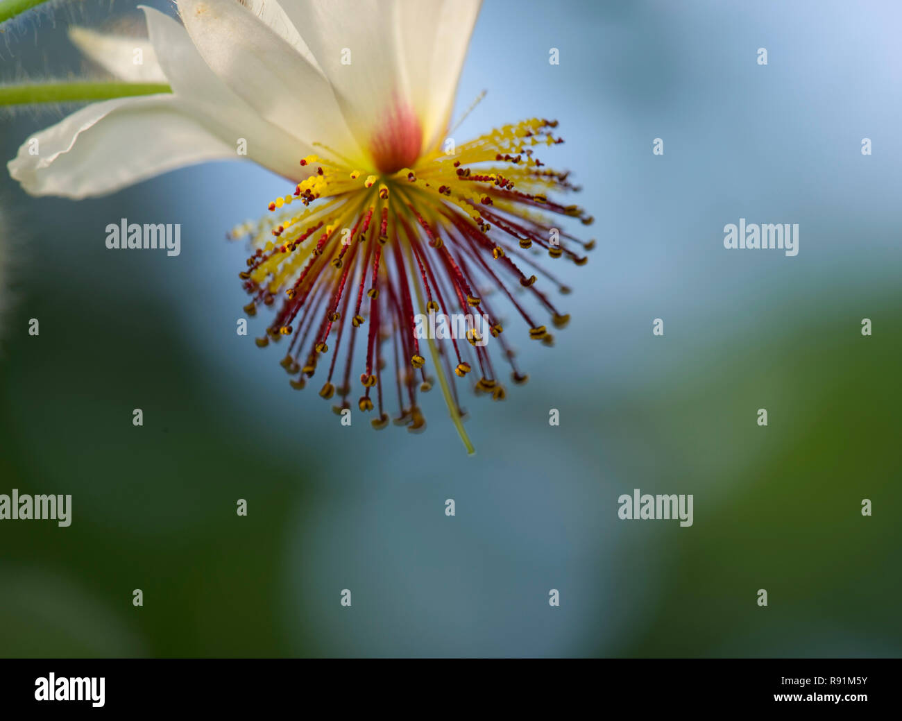 Macro Flower, blurred background, red stigma Stock Photo Alamy