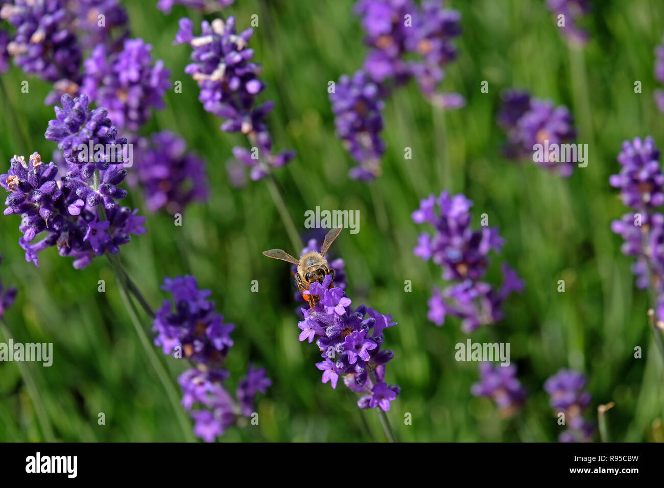 Lavender and Bees Stock Photo Alamy