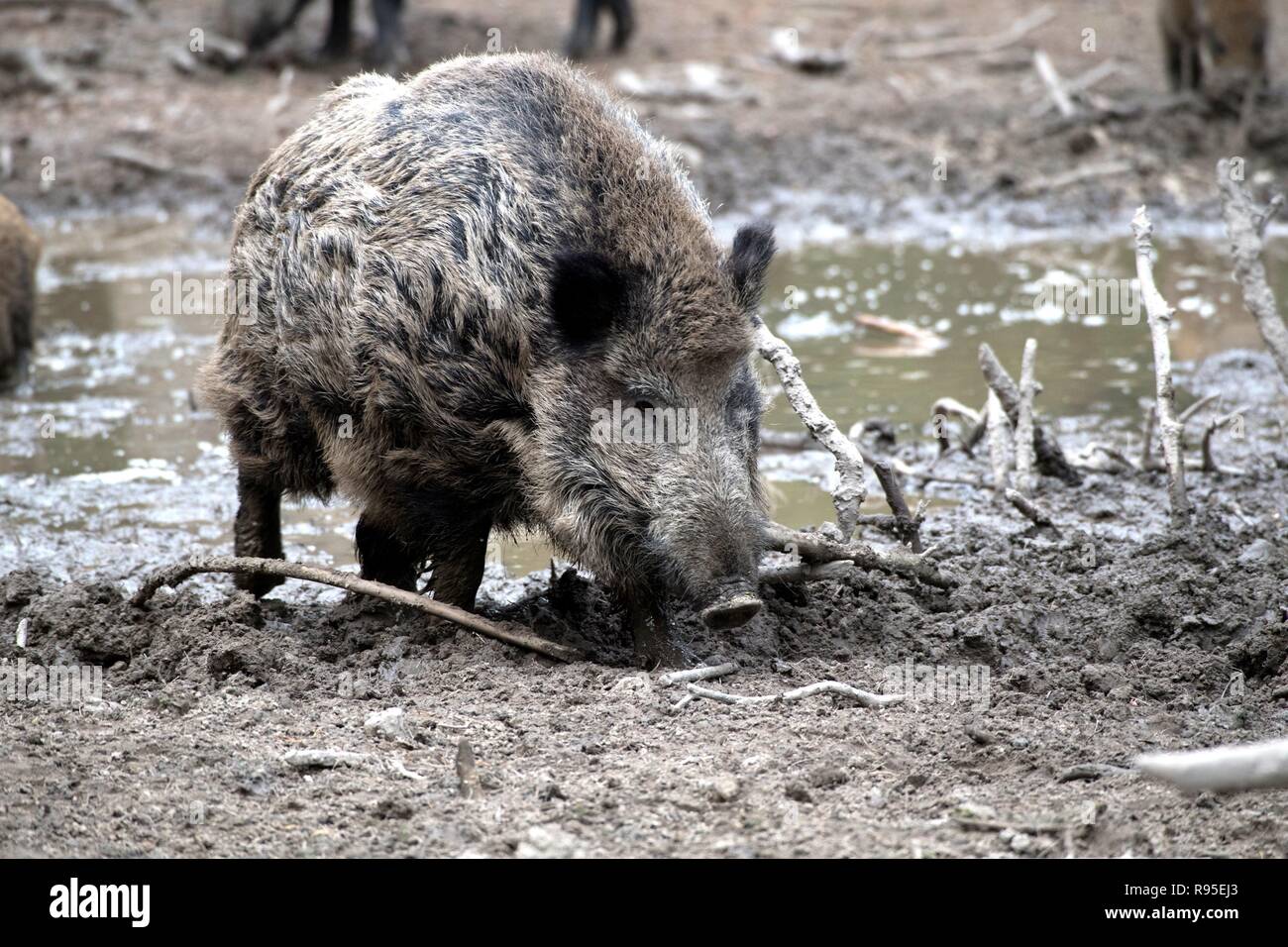 Wild boar usage worldwide Stock Photo Alamy