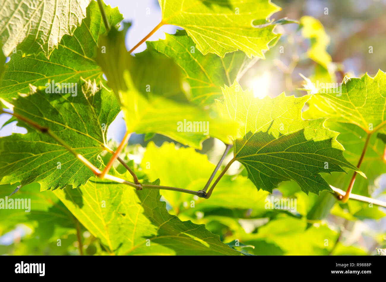 vine leaves as a background Stock Photo Alamy