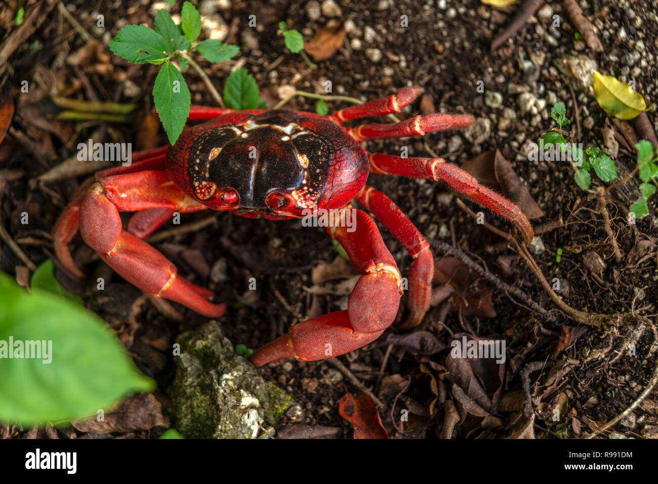 Red Crab, Christmas Island Stock Photo Alamy