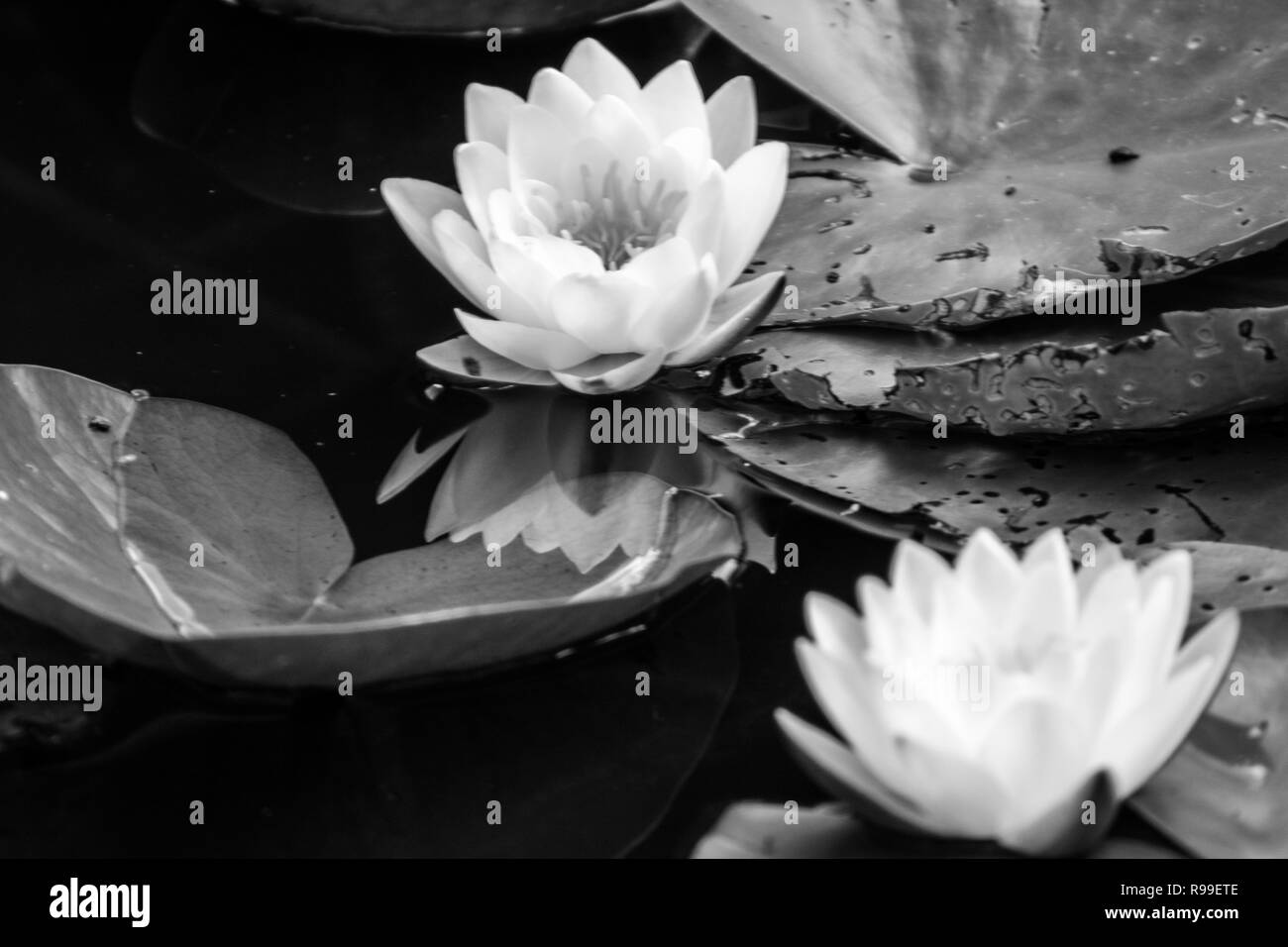 Yellow water lilies Black and White Stock Photos & Images Alamy