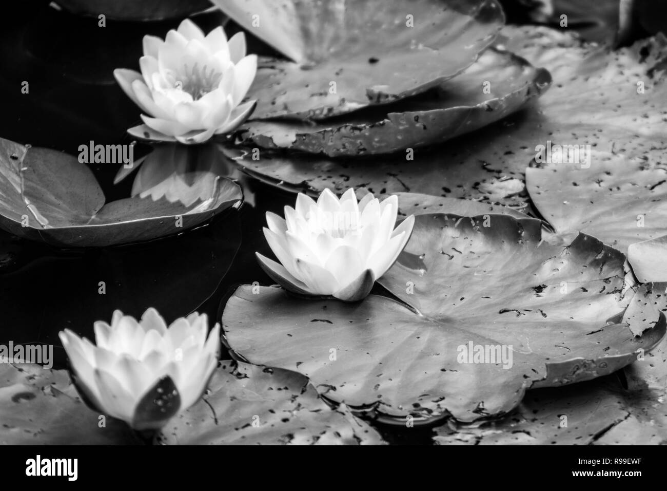White and yellow water lilies Black and White Stock Photos & Images Alamy